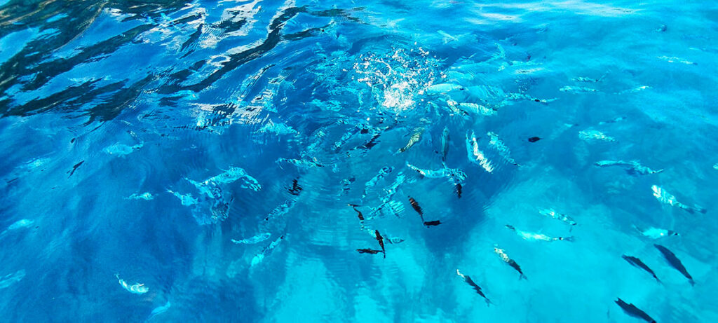 School of fish swimming in the transparent azure waters of Cala Murta, Mallorca, with sun rays filtering through the clear sea, highlighting the peaceful natural underwater habitat.