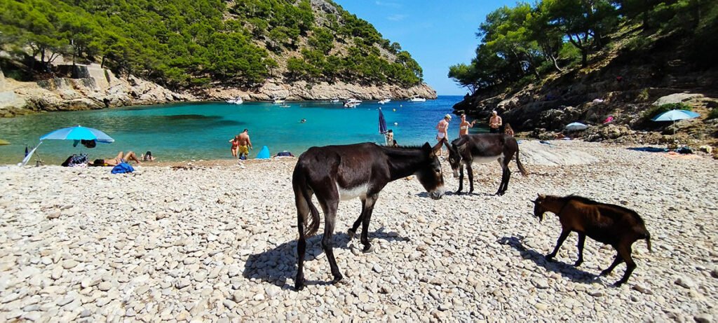 Two donkeys and a goat enjoying a sunny day on the sandy beach of Cala Murta in Mallorca, set against a backdrop of clear blue waters and lush mountains, offering a unique and peaceful seaside scene.